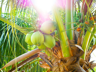 coconut tree with fresh coconuts in Thailand