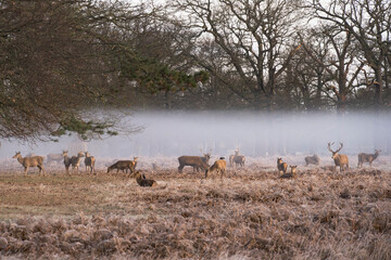 Obraz na płótnie Canvas Deer in the hovering mist