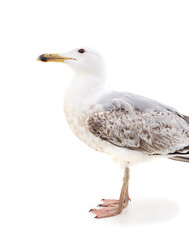 One beautiful seagull. - obrazy, fototapety, plakaty