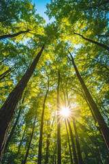 Obraz premium Nature forest, trees growing upward to the sun. Background