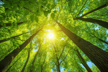 Nature forest, trees growing upward to the sun. Background