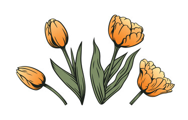 Tulip flower and bud vintage set. Vector elements for design decoration.
