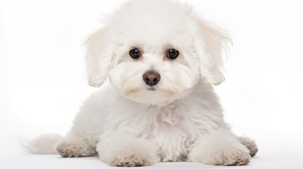 Dog, Bichon Frise in sitting position