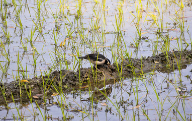 Indian pied myna standing in the middle of the watery rice fields of a village in Bangladesh and looking for food.