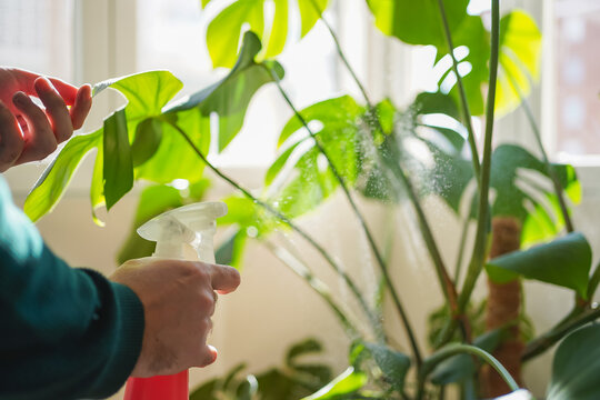 Person misting indoor houseplants with a spray bottle.