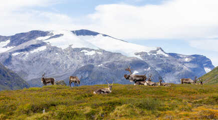 Reindeer, karibu © Andre