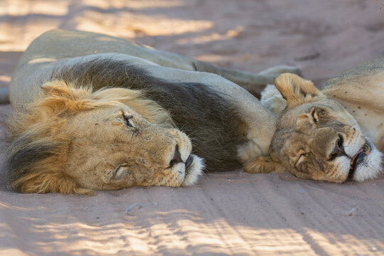 Sleeping lions, lion and lioness - Panthera leo, male on gravel road at Kgalagadi Transfrontier Park in South Africa.