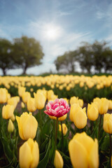 yellow and red tulips