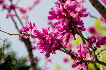 Obraz premium ハナズオウの花