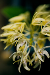 デンドロビウム スペシオサムの花