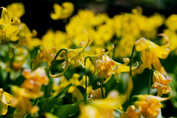 キバナカタクリの黄色い花