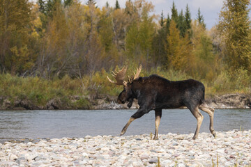 Bull Moose During the Rut in Grand Teton National Park Wyoming in Autumn