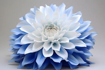 Obraz premium blue white dahlia flowe