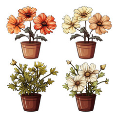 Set of cosmos flowers in pots isolated on transparent background