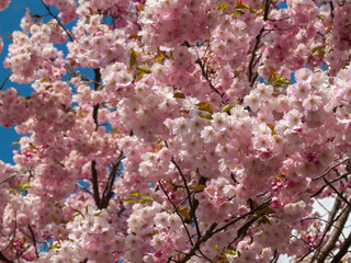 pink cherry tree branch background .