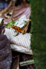 Orange Strawberry poison-dart frog Oophaga pumilio with black sitting on white leaf in Bastimentos jungle forest in Panama vertical format