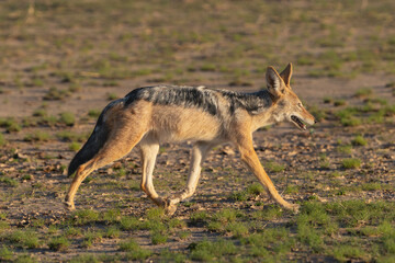 Naklejka na ściany i meble black-backed jackal, silver-backed jackal - Lupulella mesomelas going on ground. Photo from Kgalagadi Transfrontier Park in South Africa.