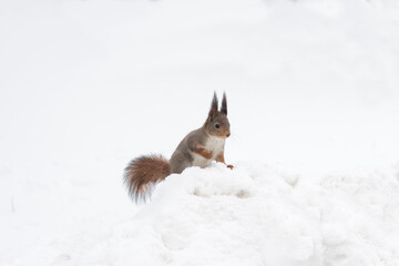 A fluffy grey squirrel is eating nuts in the snow. Winter Park