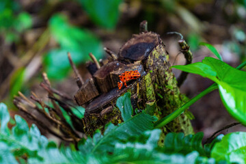 Red Strawberry poison-dart frog Oophaga pumilio Bastimentos on cut tree stump in jungle forest in Panama