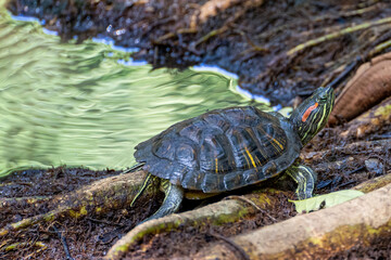 Red-eared slider turtle Trachemys scripta elegans on roots next to a pond in Panama City national park