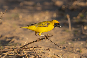Southern masked weaver, African masked weaver - Ploceus velatus perched at brown background. Photo from Kgalagadi Transfrontier Park in South Africa.