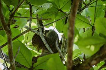Two-toed sloth Choloepus hoffmanni sleeping in the canopy of a tree in Bocas del Toro forest jungle © El Benedikt