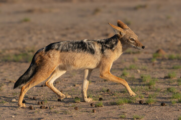 Black-backed jackal, silver-backed jackal - Lupulella mesomelas going on ground. Photo from Kgalagadi Transfrontier Park in South Africa.	
