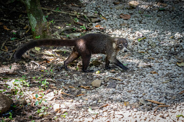 White-nosed coati Nasua narica running on gravel road in Panama City central national park