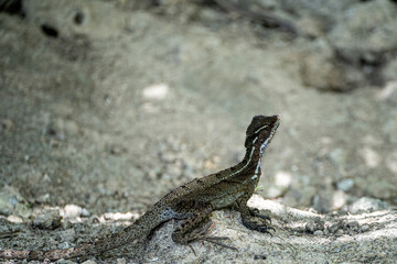 Basiliscus basiliscus lizard on a sandy underground on Panama island near Coiba turning head to left