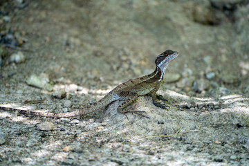 Basiliscus basiliscus lizard in the shadow on Panama island near Coiba turning head to right