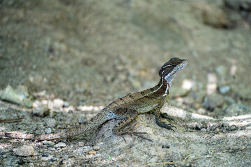 Basiliscus basiliscus lizard on a sandy underground on Panama island near Coiba turning head to right