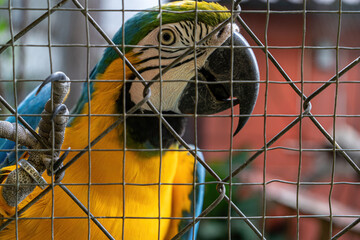  Beautiful yellow and blue macow behind fence in captivity in Panama claw holding on mesh