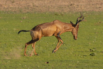 Red hartebeest, Cape hartebeest or Caama - Alcelaphus buselaphus caama jumping on green grass. Photo from Kgalagadi Transfrontier Park in South Africa.
