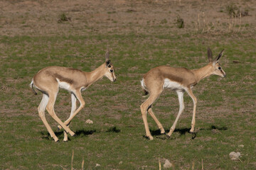 Two springbok, springbuck goatlings - Antidorcas marsupialis on green grass. Photo from Kgalagadi Transfrontier Park in South Africa.	