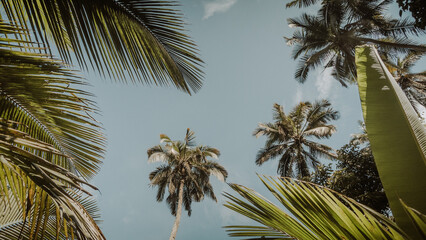 Palm Trees Above in Bali