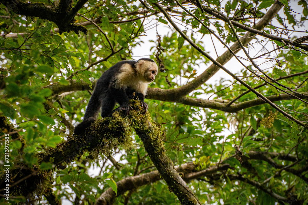 Wall mural Capuchin monkey standing on broken branch and looking right in Panama jungle