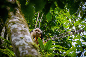 Capuchin monkey scratching ear behind tree trunk in central jungle of Panama
