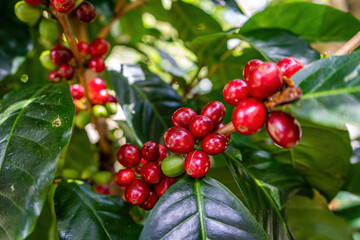 Fototapeta na wymiar Coffee tour showing coffee plant with ripe red fruits on a coffee bush in panama