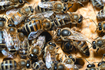 Królowa pszczół na plastrze. Matka pszczela i jej świta. Królowa pszczela w ulu. Plaster czerwiu pszczelego. Rodzina pszczela i jej królowa. 
 - obrazy, fototapety, plakaty