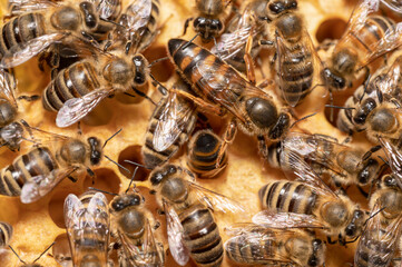 Królowa pszczół na plastrze. Matka pszczela i jej świta. Królowa pszczela w ulu. Plaster czerwiu pszczelego. Rodzina pszczela i jej królowa. 
 - obrazy, fototapety, plakaty