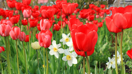 Obraz premium Delicate wild tulips in the spring garden.Abstract floral background,banner.The concept of the arrival of spring,floral card,template for design,