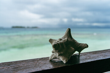Front view of spiky twisted shell on balcony in front of caribbean beach