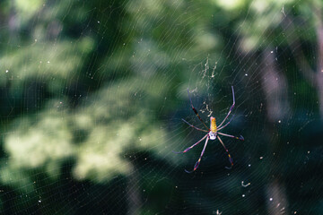 Golden Orb-Weaver Nephila clavipes waiting in the web for prey in Panama City national park with strong bouquet as macro shot