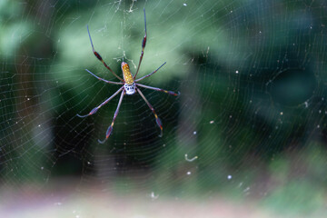 Golden Orb-Weaver Nephila clavipes waiting in the web for prey in Panama City national park