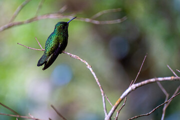 Green emerald shimmering humming bird sitting on small branch in foreground and bouquet background in Hornito Panama