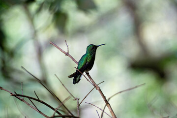 Green shimmering hummingbird looking right sitting on branch as central object in jungle of Panama near Hornito