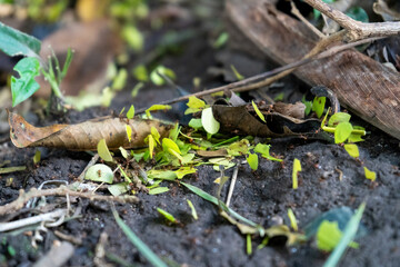 Jammed street of leaf cutter ants as macro shot in natural panamanean habitat