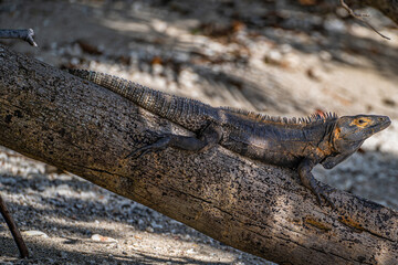 Langusten-tailed leguan Ctenosaura Similis on tree trunk at beach in Panama near Coiba island natural reserve with straight head