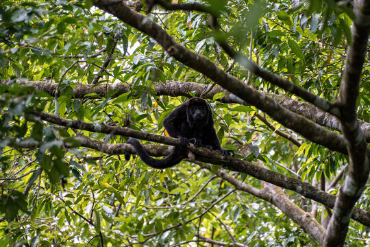 Male mantled howler monkey Alouatta palliata sitting on branch and looking at camera in Panama jungle on Bocas del Toro