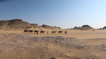 Camel Caravan with men trekking and hiking through the western desert in Egypt n Bahariya oasis